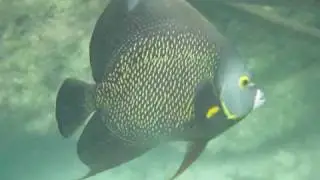 Video & Photos Underwater Xel-Ha Riviera Maya, Mexico