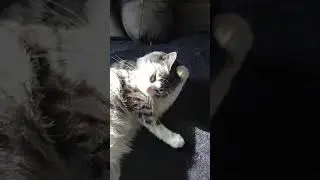 Australian mist cat cleaning himself
