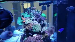 Red Sea Reefer 425XL Deluxe 18 Months Update
