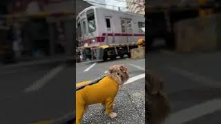 【でんしゃ】 #kichi #norfolkterrier #癒し #愛犬キチ #吉 #terrier #dog #cute #shorts #電車 #踏切