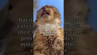 Cam you please create love to the innocent cats of Uk share love and support to them❤️