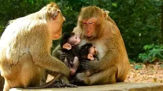 SO KINDNESS MUM MONKEY DAISY HUG TWO BABIES IN HER CHEST, CUTE ANYA AND NEWBORN DITO.