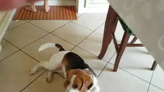 Beagle che abbaia