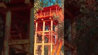Tree house inside Phato zone of Jim Corbett National Park #corbett #treehouse #phato
