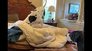 Funny Great Dane Loves To Burrow Under The Duvet & Bounce On The Bed