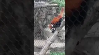 Red Panda walking down a tree branch