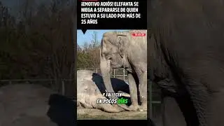Elefantes que mueren por tristeza: la memoria del alma #Elefantes  #AnimalesConAlma #DatoConmovedor