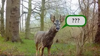 Barking Roe Deer - Scary Forest Sound