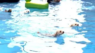 김포꼬똥이네 수영장에서 아이들과 함께 즐거운 수영데이 #힐링영상