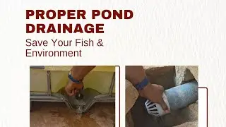 How to Change Pond Water the Right Way | Drainage System Explained