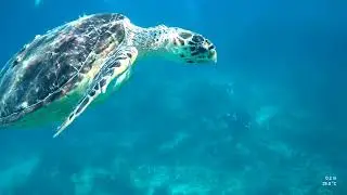 Hawksbill Keys 2021
