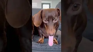 What&rsquo;s on your tongue? #minidachshund #dachshund #sausagedog #cutedog #funnydog #cute #funny #dog
