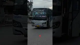 HUNTING BUS DAMPRI 4243!!!#shorts #shortvideo #feedshorts #huntingbus