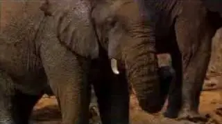 Elephant things