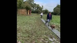 Laying a pathway of MUDCONTROL slabs, and a horse's preference!