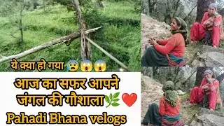आज निकाले हमने अखरोट 🤩🙏🏻 जंगल में अखरोट के पेड़ 🤯🤯