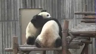 Kungfu panda fighting ( the real kungu fight )