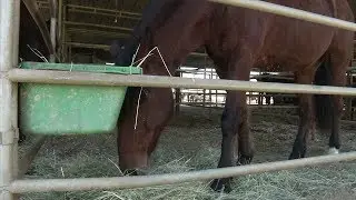 Griffith Park Horse Rentals to close after decades in business | ABC7