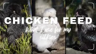 Chicken Feed