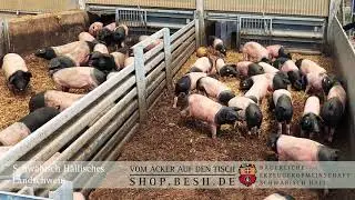 Besuch bei unseren Schw&auml;bisch H&auml;llischen Landschweinen