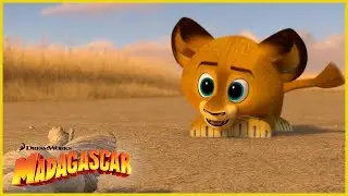 &iexcl;El peque&ntilde;o Alex! 🥺🦁 | DreamWorks Madagascar en Espa&ntilde;ol Latino