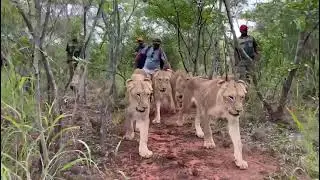 Mukuni Big Five  Walking with Lions  Livingstone, Zambia