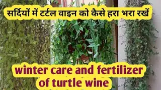 How to care for your turtle vine in winter