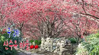 🍁🍂구례 산수유 마을🍒🍒