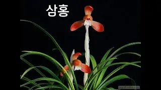 #12월25일 #목요일 #크리스마스 #폭설 #독감 #코로나 #유행 #무명 #명명품 #6종 #삼홍 #금계녹호 #진주복륜 #사피 #여담 #화관무 #추천 #종자 #난초 #재테크