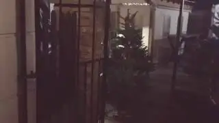 Christmas trees 🎄