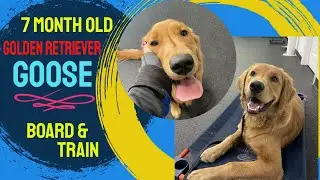 7mo Golden Retriever (Goose) | Best Philadelphia Dog Trainers | Off Leash K9 Training Philadelphia