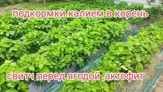 Калий в корень, свитч по листу актофит от насекомых