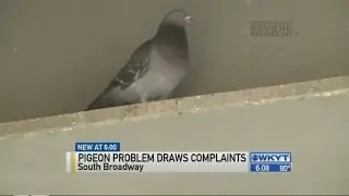 Pigeon problem draws complaints in Lexington