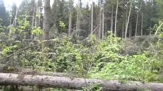 Sturm Niklas - Waldschaden Gr&uuml;nwalder Forst bei Deisenhofen