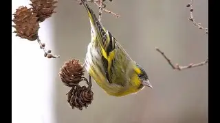 マヒワ Eurasian siskin  - Birds in Japan -