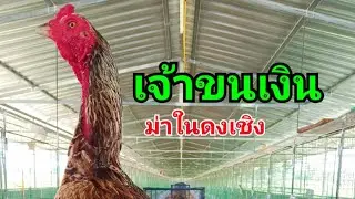 เจ้าขนเงิน  ต.ขรรค์ชัย