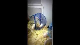 Mice Playing on the Wheel at the Pet Store