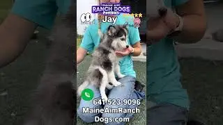 Jay the blue eyed pomsky puppy 🥰