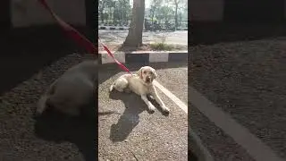 Kismat hi soya h 😂 || labra Anzo|| #shorts #youtubeshorts #labrador #dog #funny #memes #viralshort