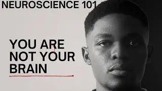 NEUROSCIENCE 101: An Introduction to How Your Brain Works