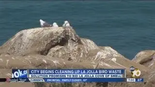 Bird waste cleanup at La Jolla Cove begins