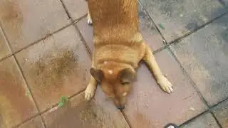 Bullet vs pre-Irma