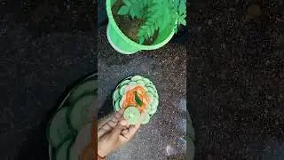 Salad lover 🥗