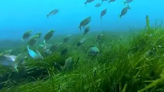 Las praderas de posidonia, aliadas de la lucha contra el cambio climático