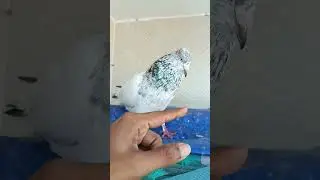 #pigeon #pegionlover #kobutor #homes #pets #shorts aggressive pegion