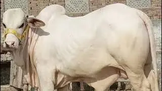 Gulabi bachara for 2026..! 