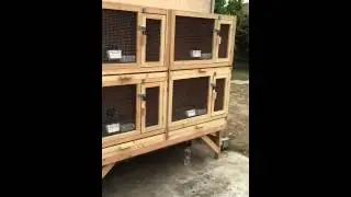 my new wood breeding cage