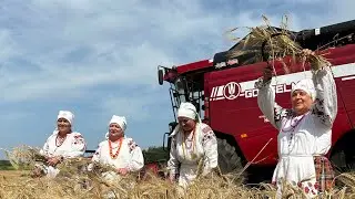 Жатва-2024: в Горецком районе проводят праздник первого снопа &laquo;Зажинки&raquo;