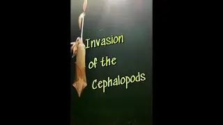 Catching Squid on the shore and on the boat - they are everywhere and they are getting bigger,