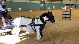 First time driving an obstacle, small pony